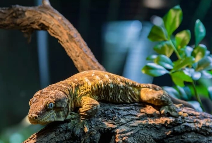 how big do giant geckos get