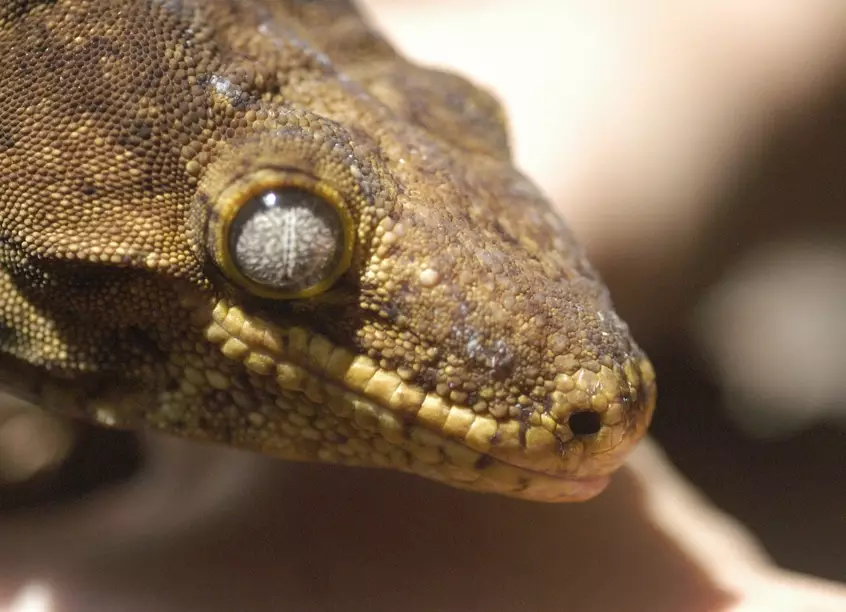 are giant geckos poisonous are giant geckos poisonous