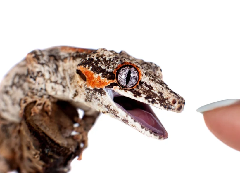 gecko bite treatment