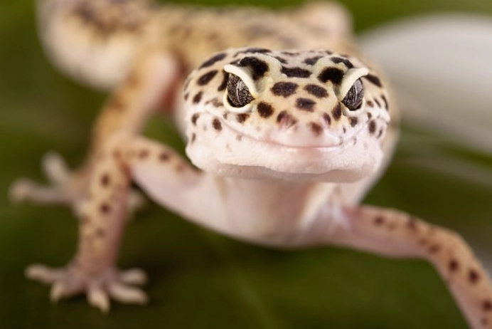 are geckos poisonous