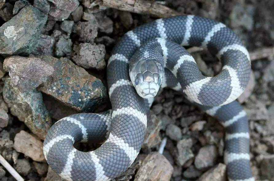 are kingsnakes good pets