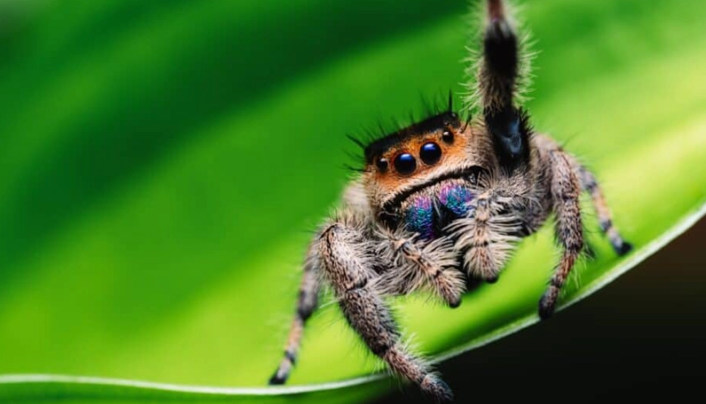 pet jumping spider pet jumping spider