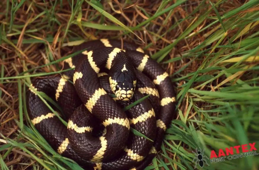 California kingsnake venomous