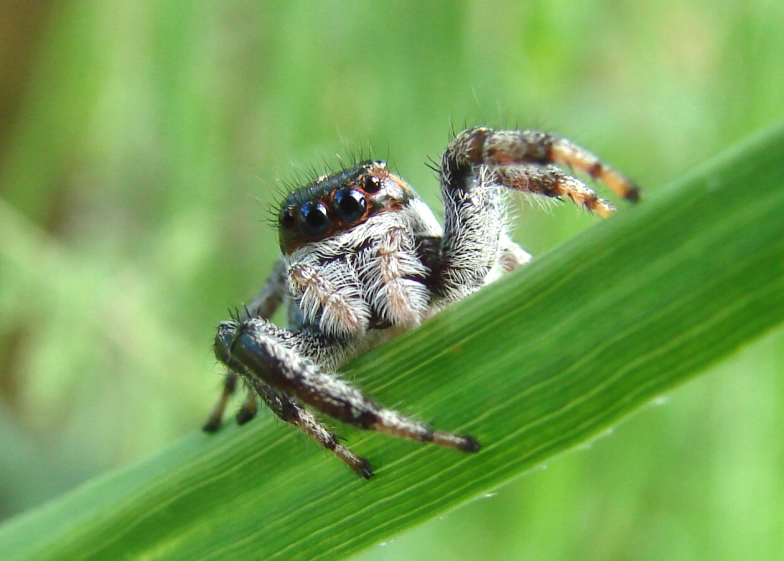 Where are jumping spiders found