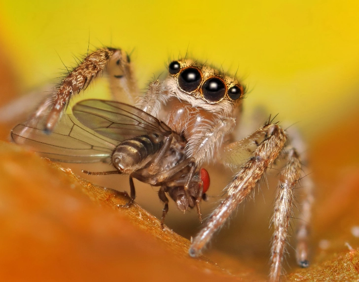 feeding jumping spiders