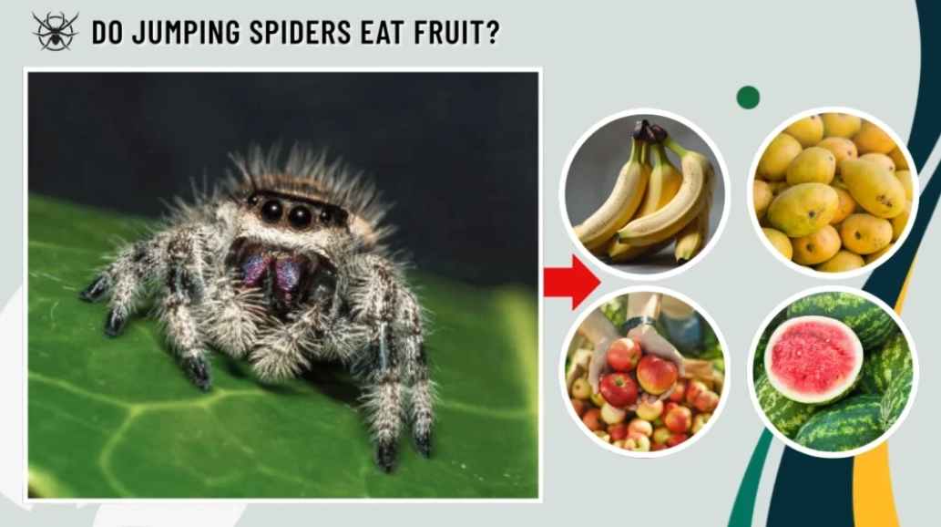 What do jumping spiders eat