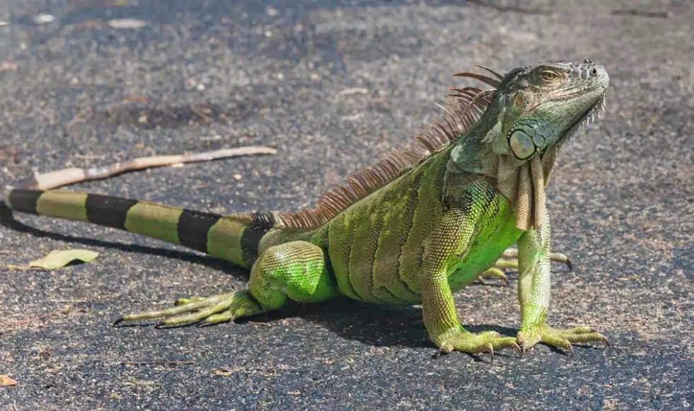 iguana habitat setup