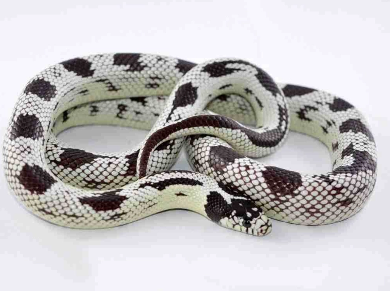 kingsnake morphs for sale kingsnake morphs for sale