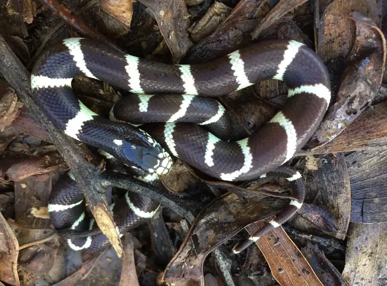 handling pet snakes safely handling pet snakes safely