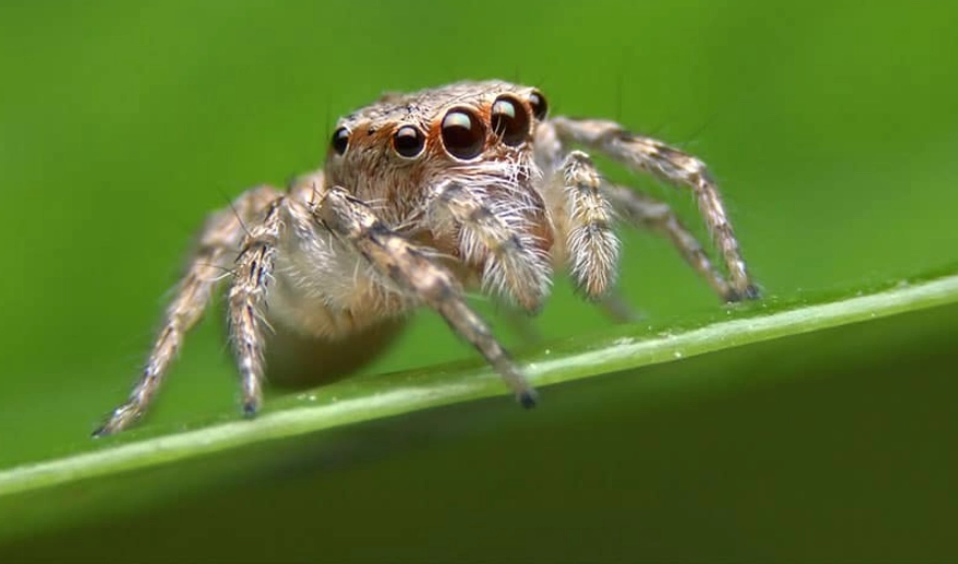 are jumping spiders harmful are jumping spiders harmful