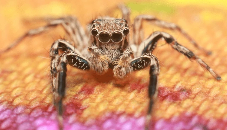 pet jumping spider