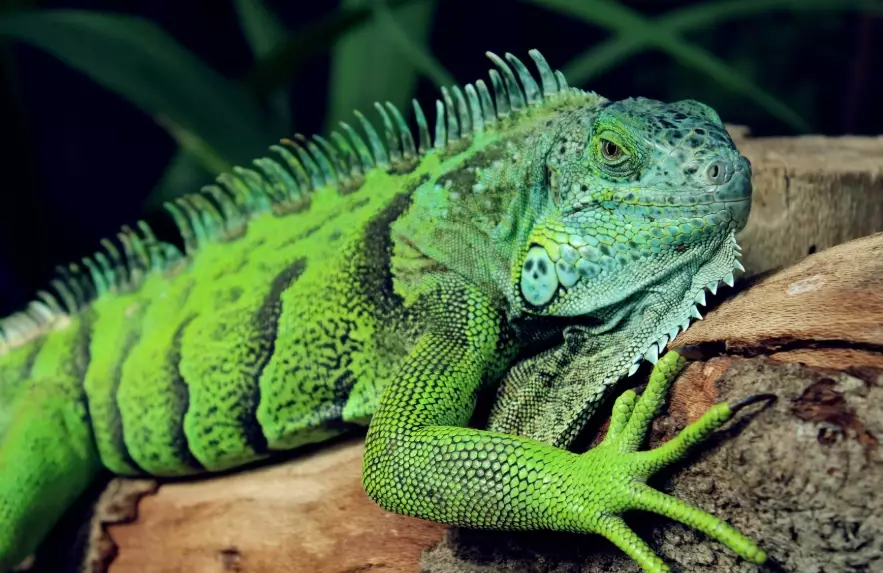 green iguana pet