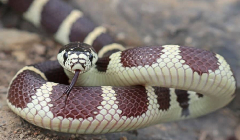 does a kingsnake bite hurt does a kingsnake bite hurt