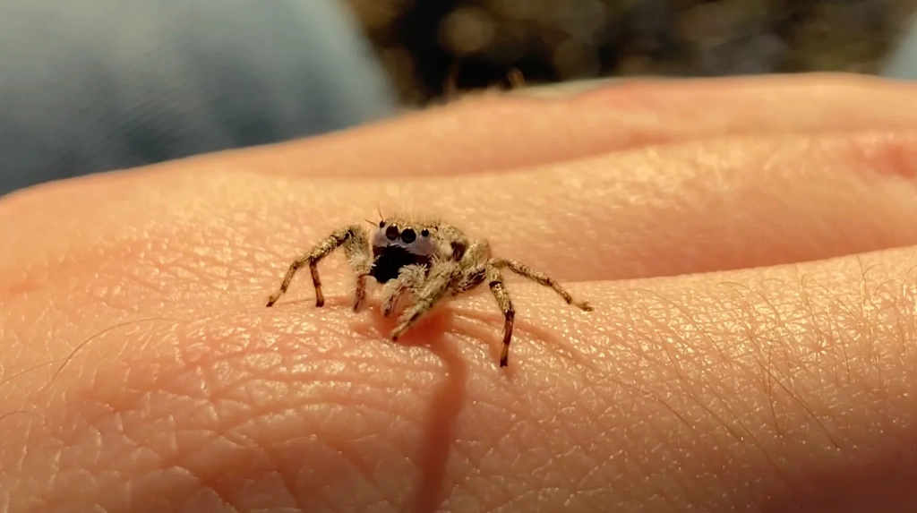 jumping spider care