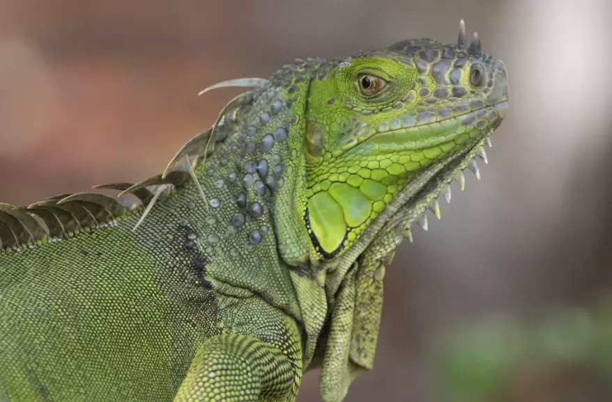 iguana care guide