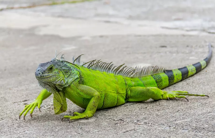 iguana iguana
