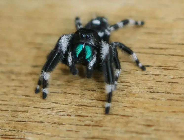 are jumping spiders dangerous