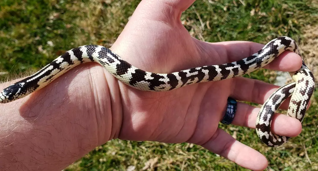how to breed California kingsnakes how to breed California kingsnakes