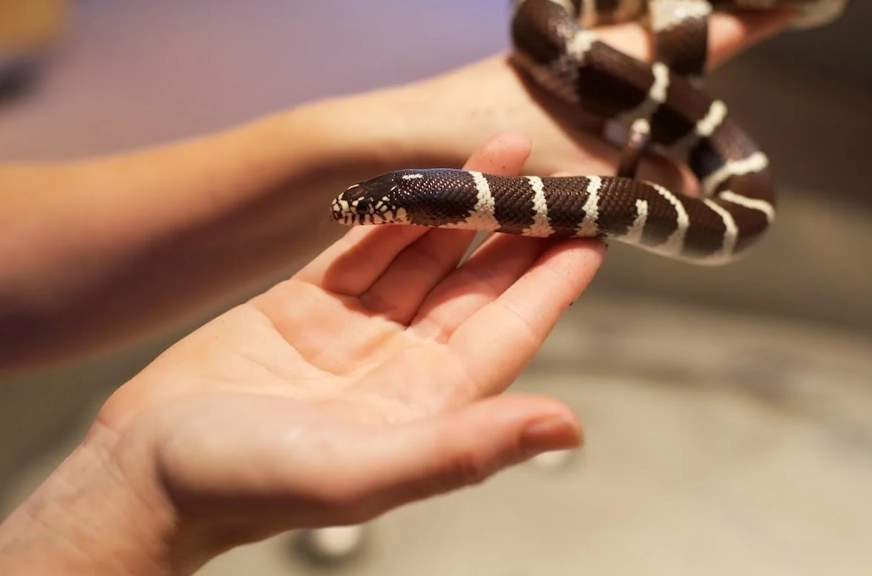 how long do California kingsnakes live