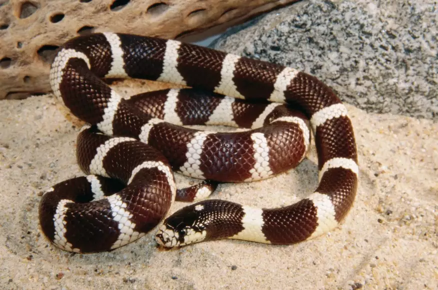 California kingsnake care