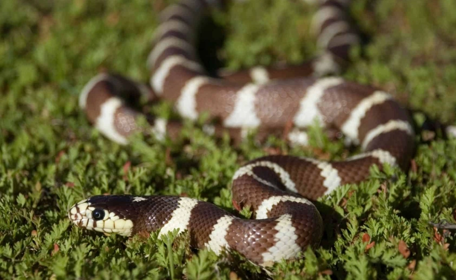 kingsnake bite treatment
