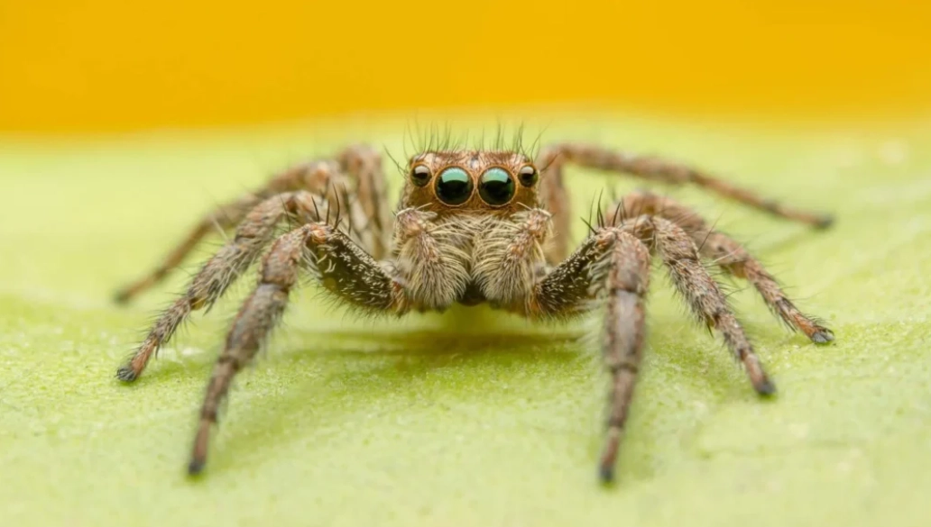 what do jumping spiders eat