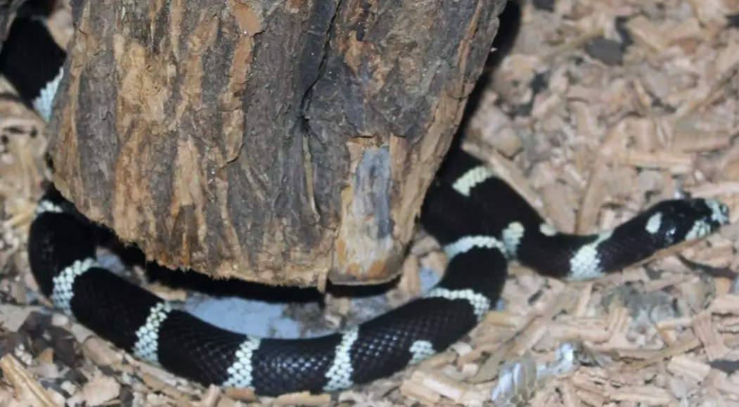 kingsnake care guide