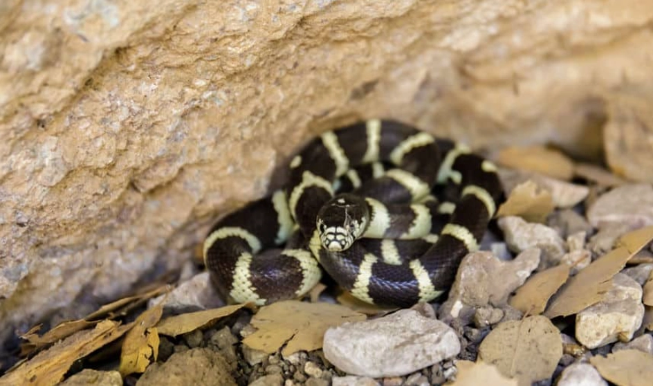 California kingsnake care