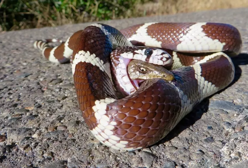 are california kingsnakes venomous