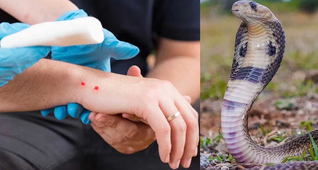 handling pet snakes safely