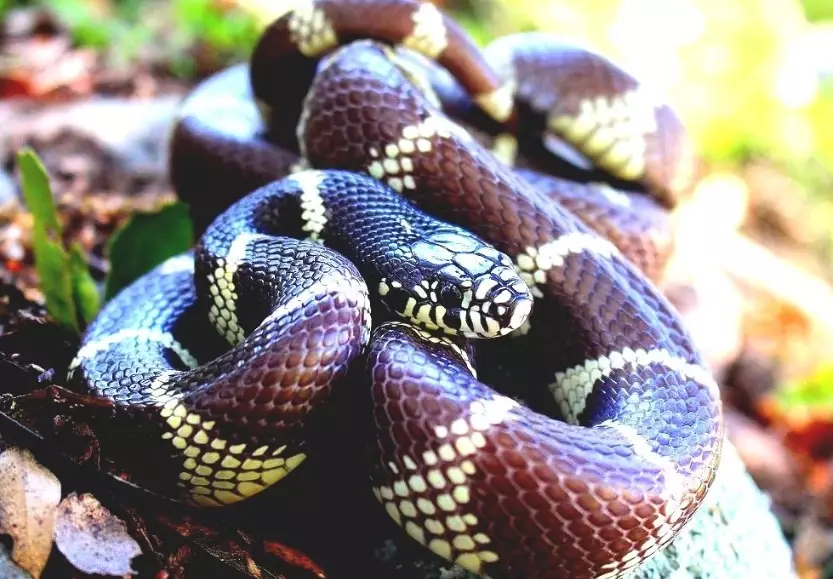 California kingsnake care