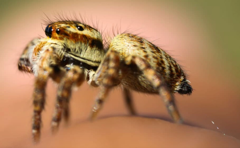 are jumping spiders dangerous are jumping spiders dangerous