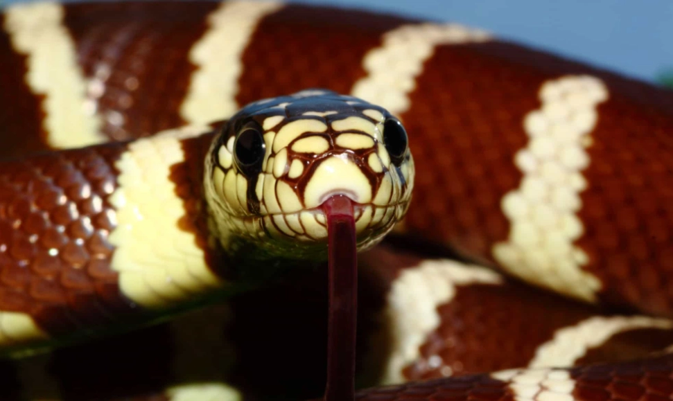 Are California kingsnakes aggressive