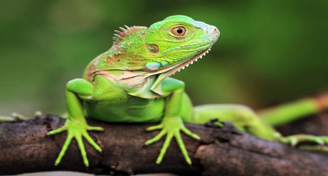 green iguana care