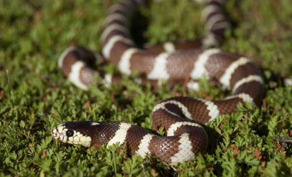 Does a California kingsnake bite hurt?