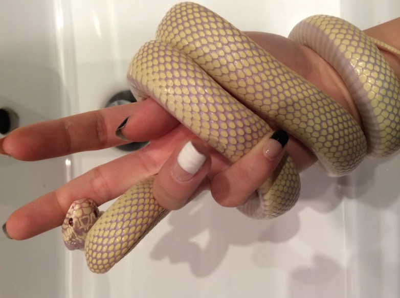 California kingsnake bite