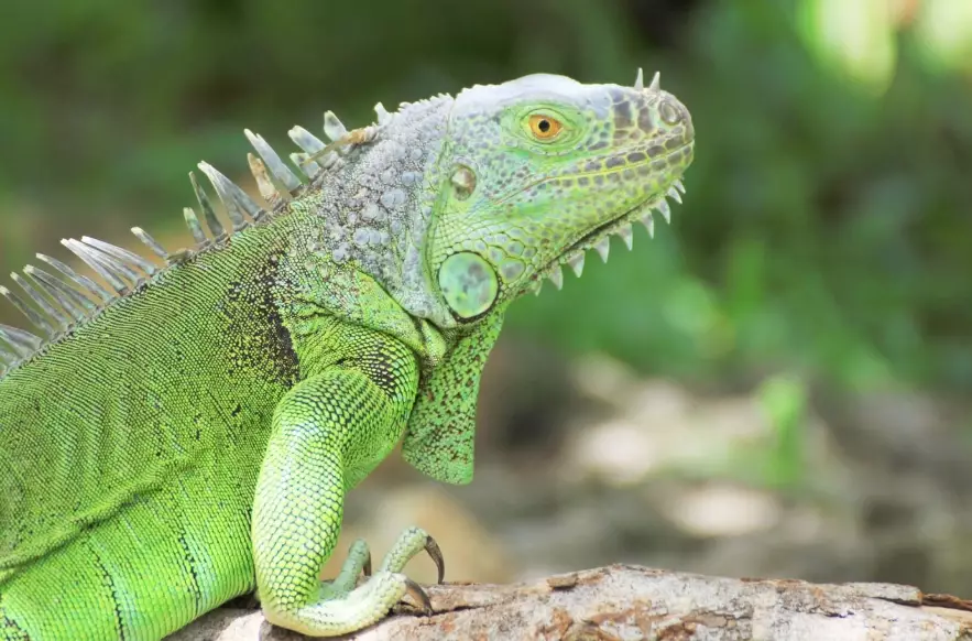 how big do green iguanas get how big do green iguanas get