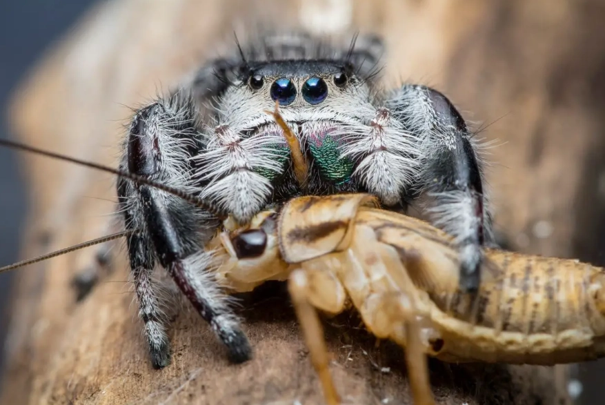 jumping spider diet