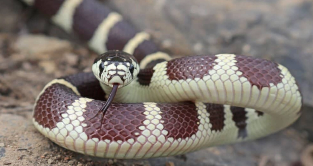 california kingsnake bite