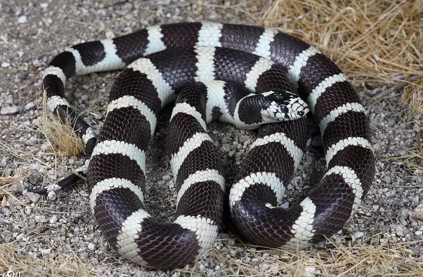 how to breed California kingsnakes how to breed California kingsnakes