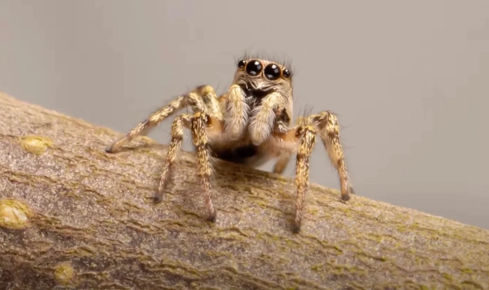 jumping spider pet jumping spider pet