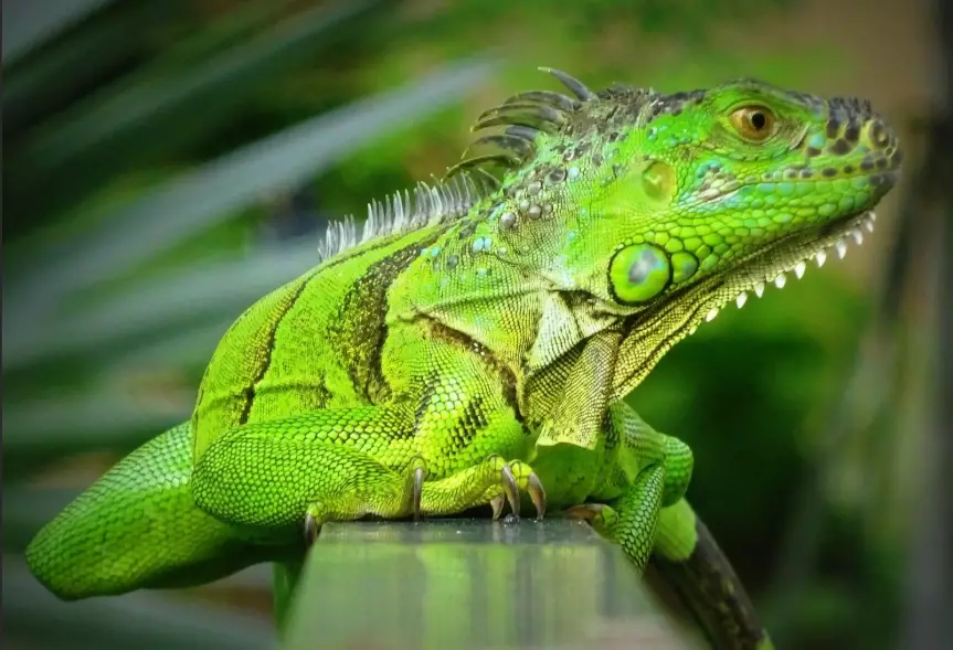 Green iguana pet