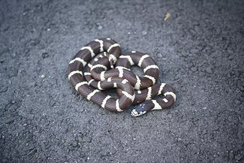 California kingsnake lifespan