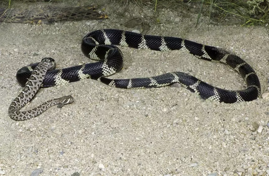 California kingsnake temperament