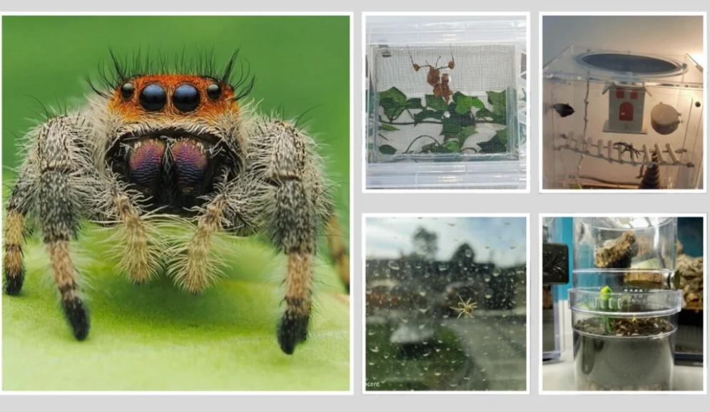 jumping spider pet