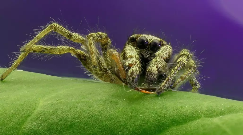 pet jumping spider