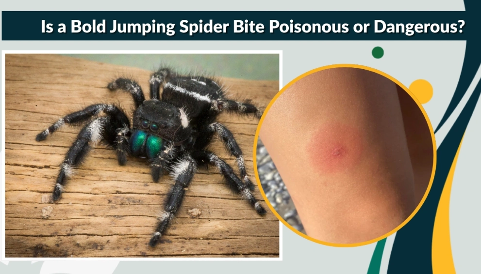 are jumping spiders dangerous are jumping spiders dangerous