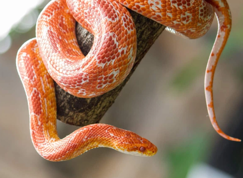 corn snake care issues corn snake care issues
