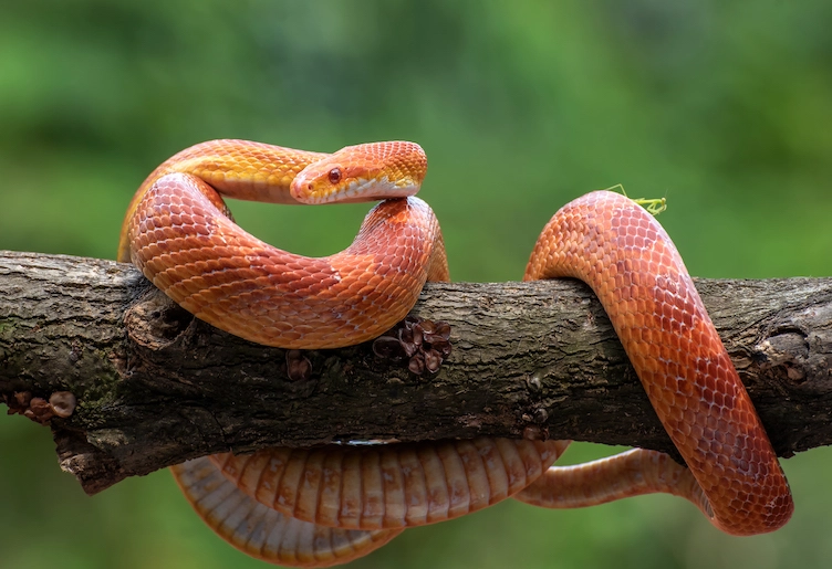 pet snake challenges pet snake challenges