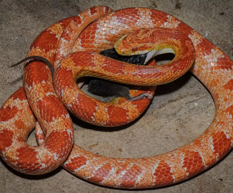 corn snake care issues corn snake care issues